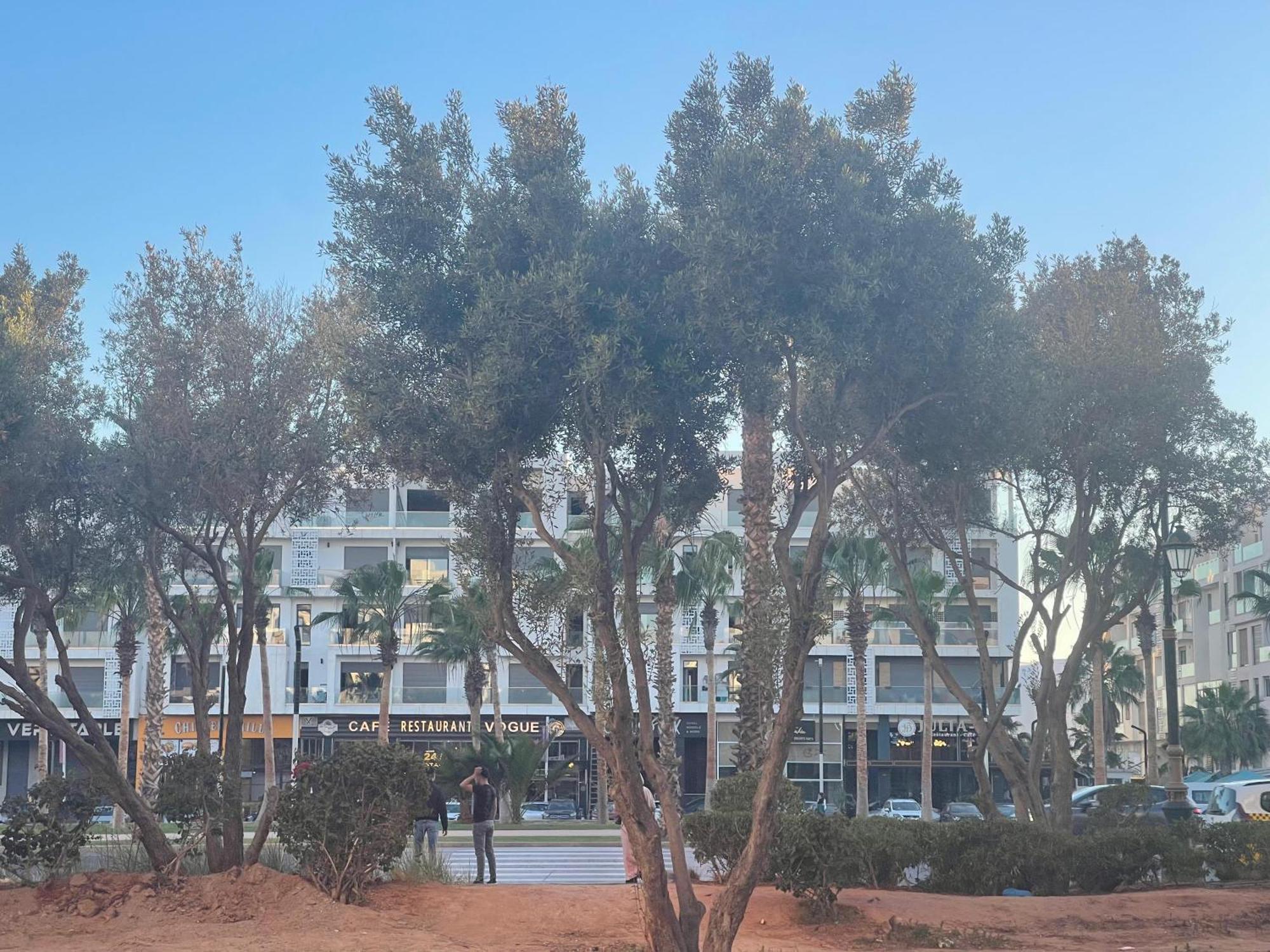 Golden Deer * Agadir